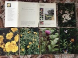Набір листівок Екскурсія на природу (лікарські рослини), фото №2
