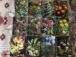 Набір листівок Екскурсія на природу (лікарські рослини), фото №3