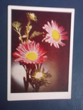 Цветы.4 открытки., фото №2