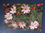 Цветы.4 открытки., фото №8