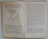 Лікарські рослини і способи їх застосування в народі 1958, фото №4