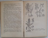 Лікарські рослини і способи їх застосування в народі 1958, фото №5