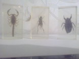 Коллекция насекомых в оргстекле(6 шт.), фото №5