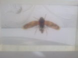 Коллекция насекомых в оргстекле(6 шт.), фото №8