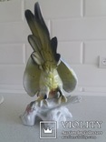 Вінтажний прекрасний Попугайчик, фото №11