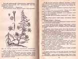 Лікарські рослини в народній медицині.1971 р, фото №8