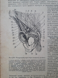 1938 р. Анатомія людини. В. П. Воробйов, фото №5