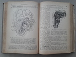1938 р. Анатомія людини. В. П. Воробйов, фото №9