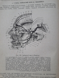 1938 р. Анатомія людини. В. П. Воробйов, фото №11