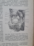 1938 р. Анатомія людини. В. П. Воробйов, фото №13