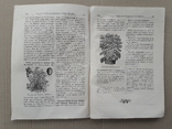 1883 г. Роза, флокс (садоводство), фото №8