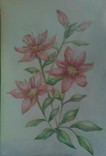 Розовые Лилии, фото №4