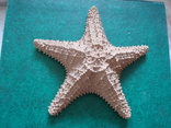 Морская звезда.  21 см., фото №2