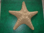 Морская звезда.  21 см., фото №3