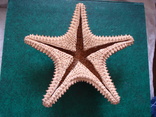 Морская звезда.  21 см., фото №4