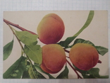 Персики №2, фото №2