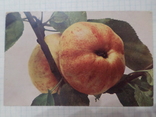 Яблоки, фото №2