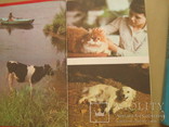 Домашние животные в 2-х томах, фото №5