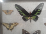 Коллекция бабочек под стеклом, фото №4