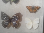 Коллекция бабочек под стеклом, фото №6