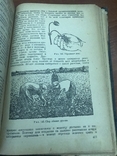 1934 Плодоводство, экономика и Агротехника плодово-ягодных культур, фото №3
