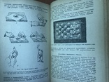 1934 Плодоводство, экономика и Агротехника плодово-ягодных культур, фото №4