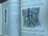 1938 Анатомия человека, 2 тома, фото №13