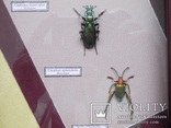 Три жука в рамке, фото №8