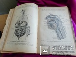Анатомический атлас 1899 года, фото №5