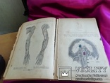 Анатомический атлас 1899 года, фото №7