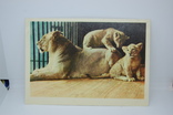 Открытка 1963 Зоопарк. Львица с львятами, фото №2
