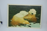 Открытка 1963 Зоопарк. Белые медведи, фото №2
