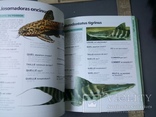 Полное руководство по тропическим пресноводным рыбам, на французском языке.иллюстраций., фото №6