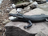 Крокодил бронза  (Crocodile bronze), фото №4