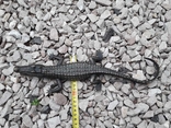 Крокодил бронза  (Crocodile bronze), фото №7