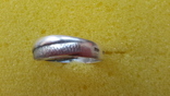 Кольцо 925°,серебро, ~18 размер,вес 3 г., фото №4