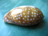 Морская раковина Ципрея Macrocypraea cervinetta 60 мм, фото №3