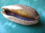 Морская раковина Ципрея Macrocypraea cervinetta 60 мм, фото №6