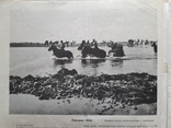 1915 г. Девушки Галиции. Река Мизунка, фото №7