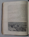 Мир животных Чарльз Корниш 1910 год (301), фото №7