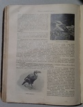 Мир животных Чарльз Корниш 1910 год (301), фото №8
