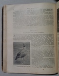 Мир животных Чарльз Корниш 1910 год (301), фото №9