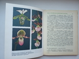 Орхидеи, фото №7