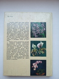 Орхидеи, фото №10