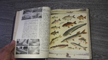 Краткая энциклопедия домашнего хозяйства   2 тома 1959г., фото №7