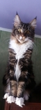 Кошка породы Мейн Кун в разведение, фото №2