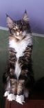 Кошка породы Мейн Кун в разведение, фото №5