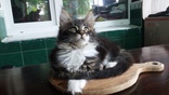 Кошка породы Мейн Кун в разведение, фото №8