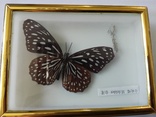 Бабочка в коробочке под стеклом., фото №6