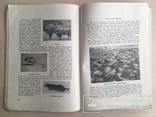 1952 Україна Земля моїх батьків, фото №9